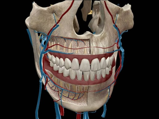 dental anatomy textures