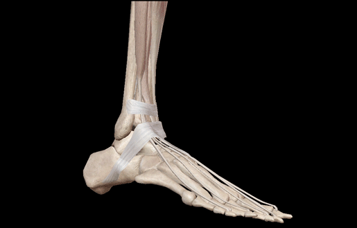 dorsiflexion-ankle