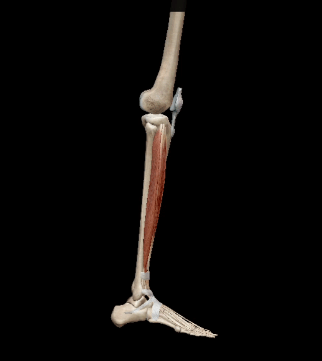 dorsiflexion