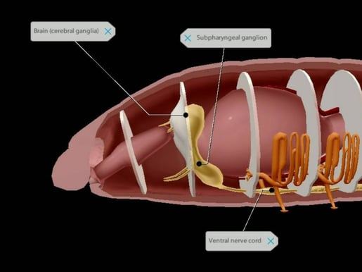 earthworm nervous system