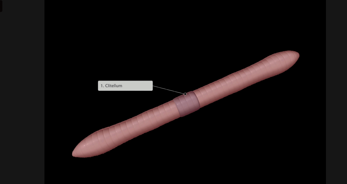 earthworm-cuticle