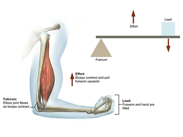 elbow-third-class-lever-illustration