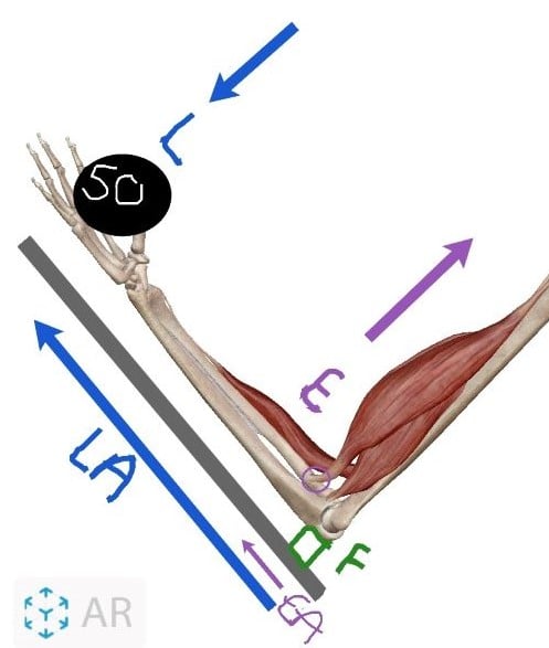 which parts of the body act as levers