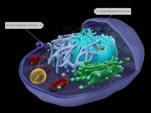 endoplasmic reticulum