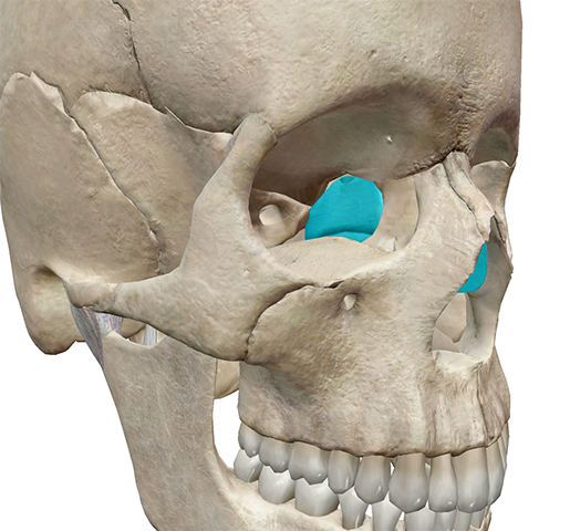 3D Skeletal System: Five Things to Know about the Ethmoid Bone