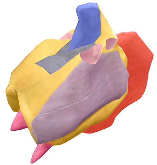 ethmoid6