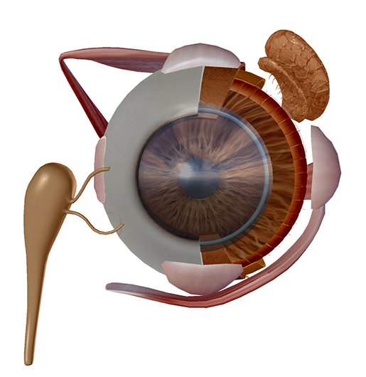 eye1