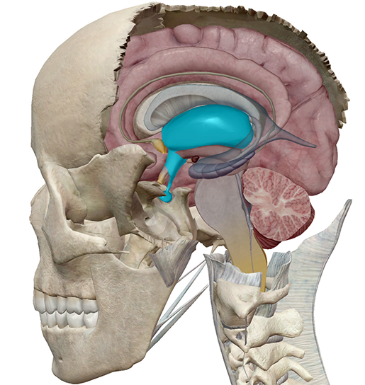 Structure Involved In Smiling The Science of Smiling: The Anatomy and Function of a Smile