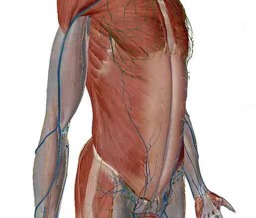 fascia-upper-limb-r-2