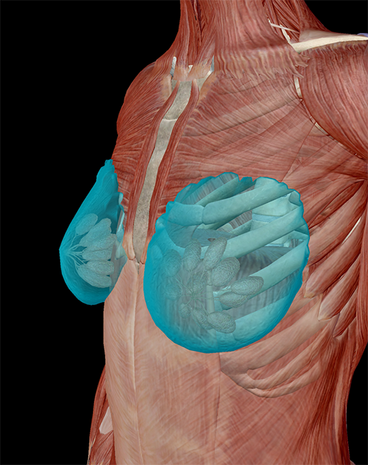 female-breast-lobes-fatty-tissue