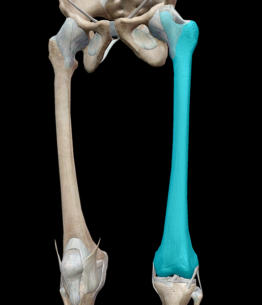 3d Skeletal System 5 Cool Facts About The Femur