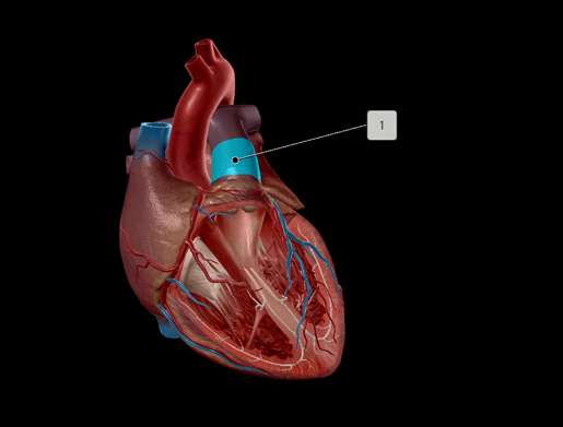 3d animated human heart on Make a GIF