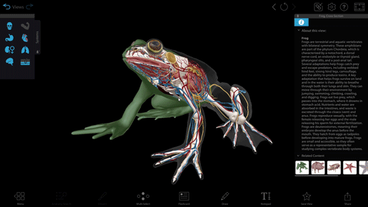 frog-circulatory-system