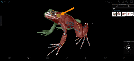 frog-nervous-system-tour