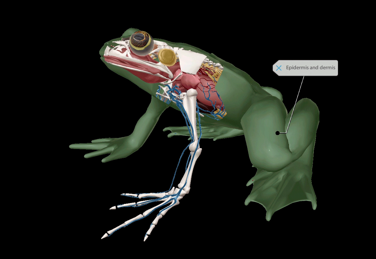 frog-respitory-syste