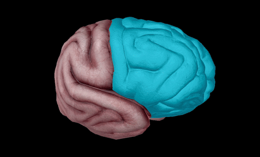 frontal-lobes