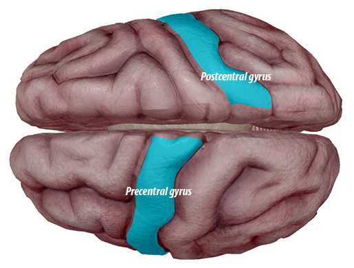 gyrus