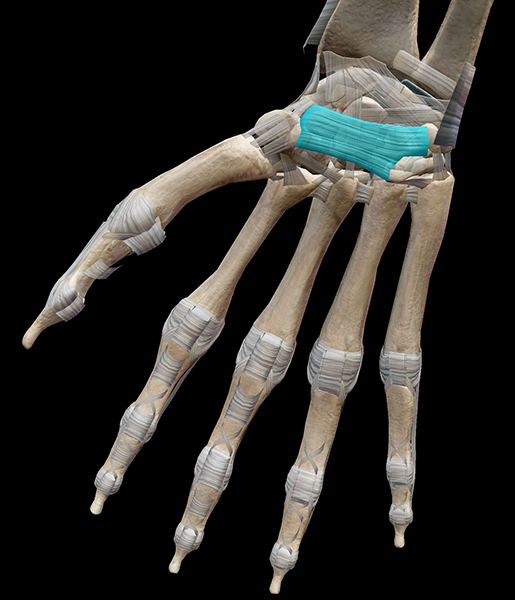 hand-ligament-flexor-retinaculum