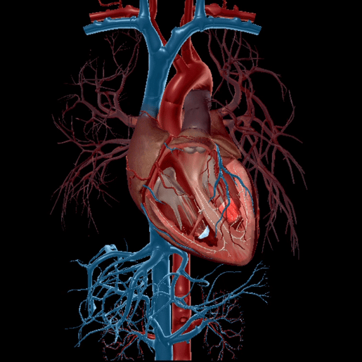 3d Beating Heart GIF