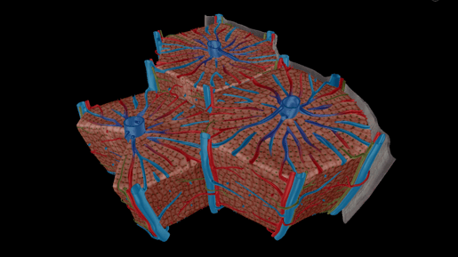 hepatic lobule