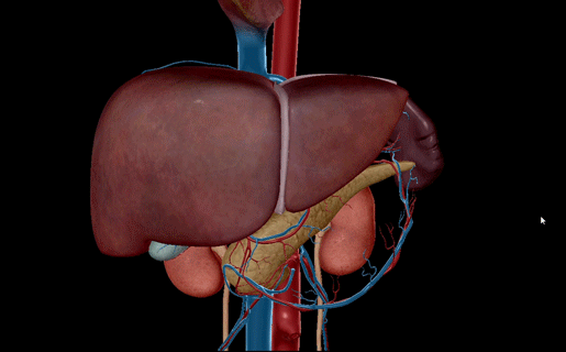 hepatic-portal-vein