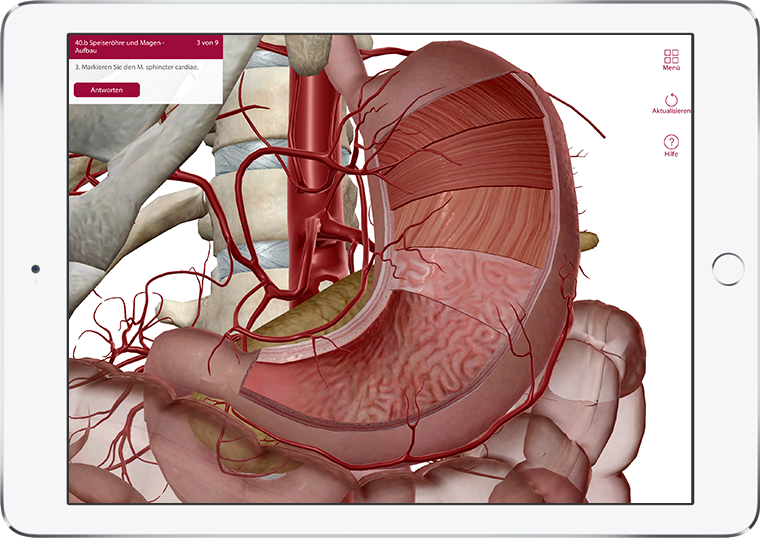 Visible Body's Anatomy & Physiology quiz question, Esophagus and Stomach cross-section