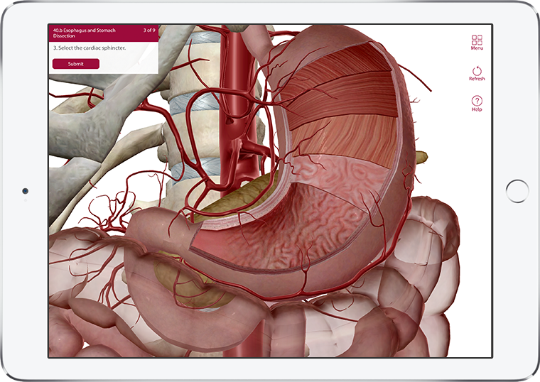 Visible Body's Anatomy & Physiology quiz question, Esophagus and Stomach cross-section