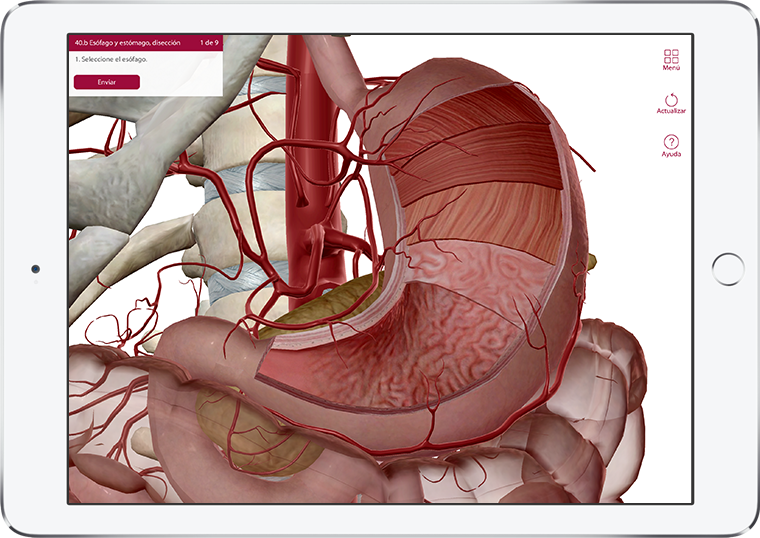 Visible Body's Anatomy & Physiology quiz question, Esophagus and Stomach cross-section