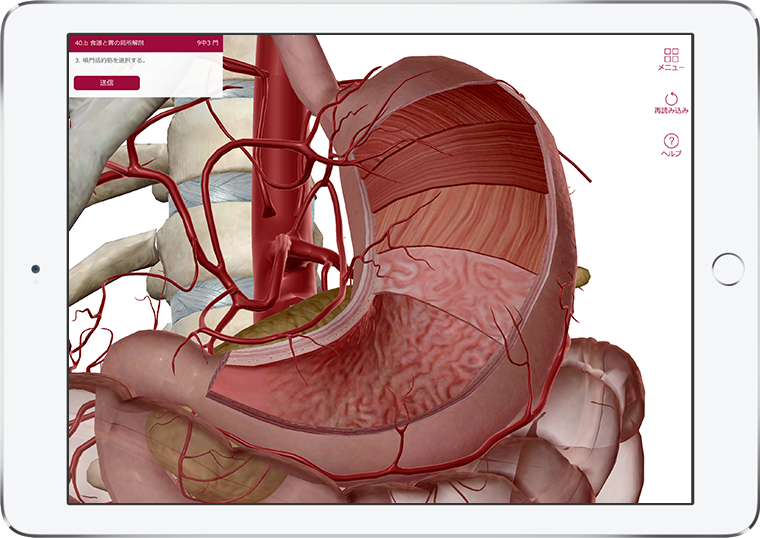 Visible Body's Anatomy & Physiology quiz question, Esophagus and Stomach cross-section