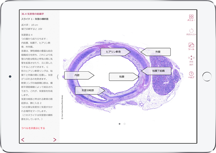ap-histology-japanese