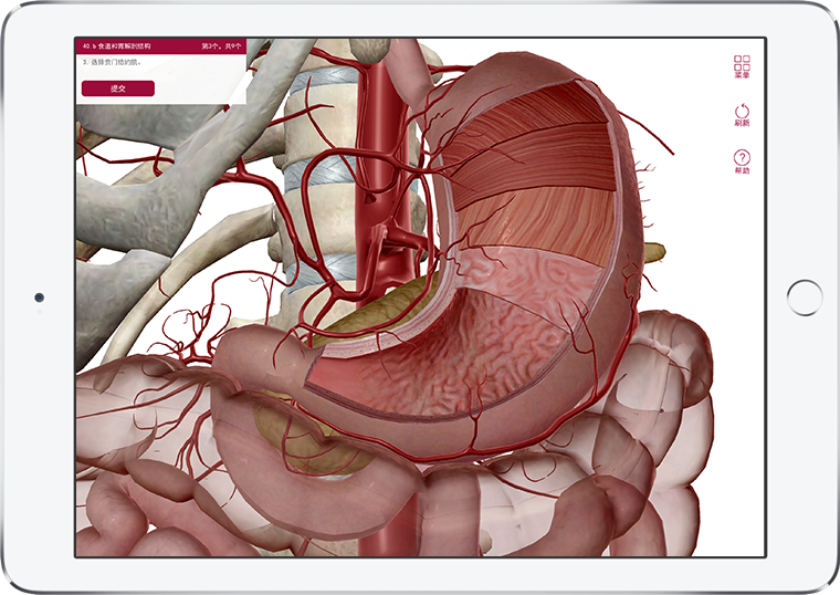 解剖和生理学 每个人体系统的可视化介绍