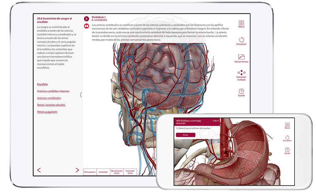 Anatomia Fisiologia Introduccion Visual A Cada Sistema Del Cuerpo Humano