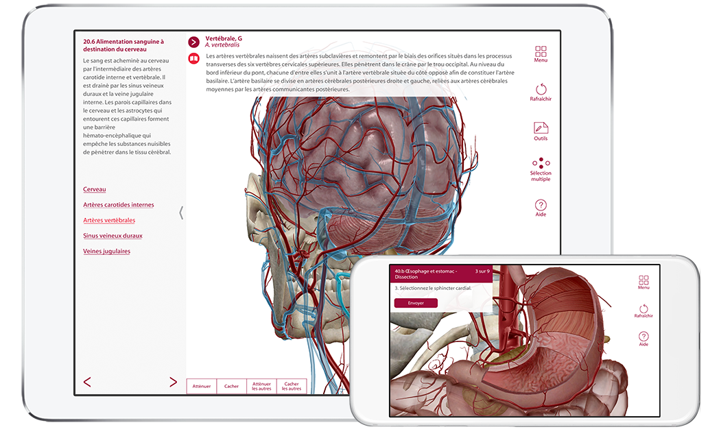 Anatomie Physiologie Presentation Visuelle De Chaque Systeme