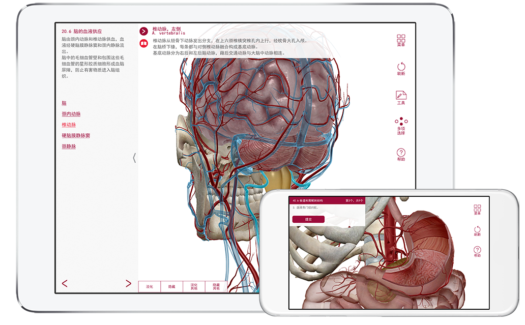 解剖和生理学 每个人体系统的可视化介绍