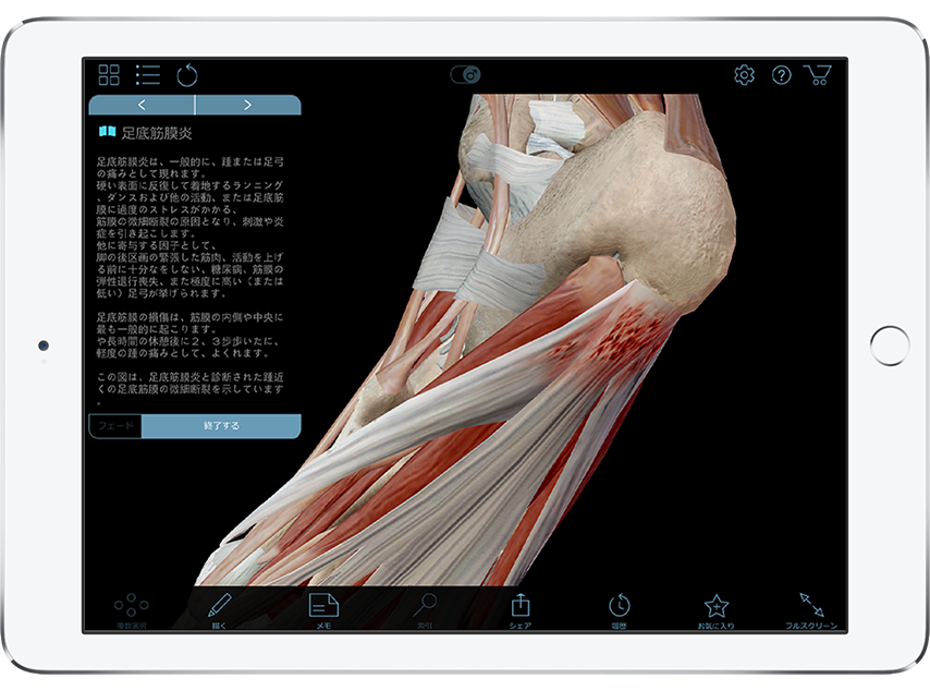 Muscle Premium showing view of muscles and tendons of the foot in 3D