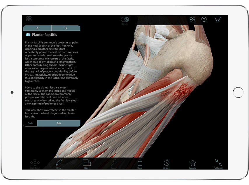 Muscle Premium showing view of muscles and tendons of the foot in 3D