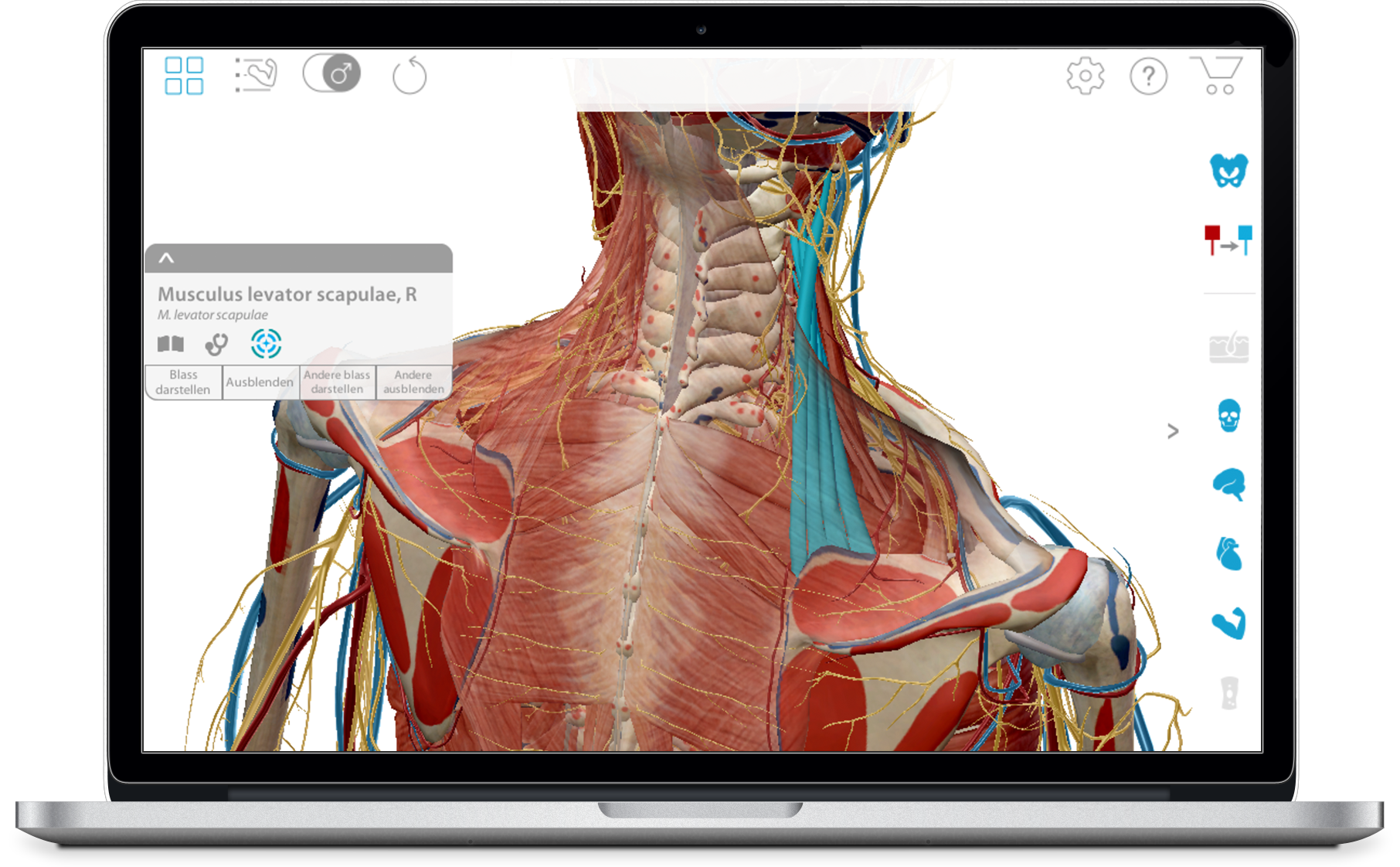 Muskel Premium 3d Atlas Der Muskel Skelett Anatomie Und Funktion