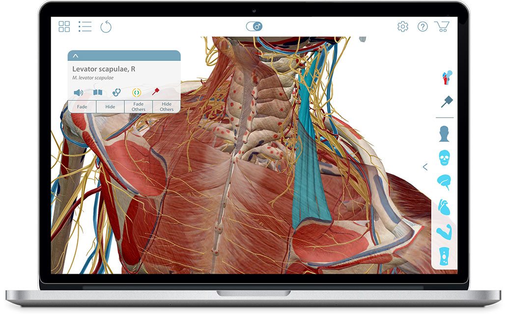 Muscle Premium - 3D atlas of musculoskeletal anatomy and ...