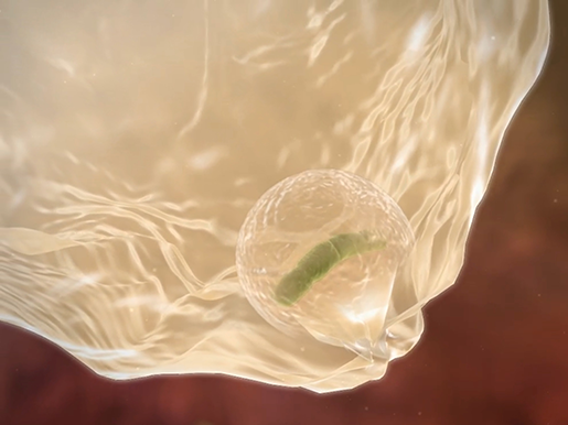immunity-phagocytosis