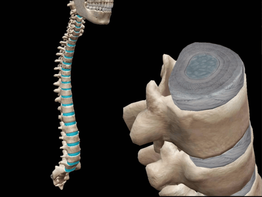 intervertebral discs
