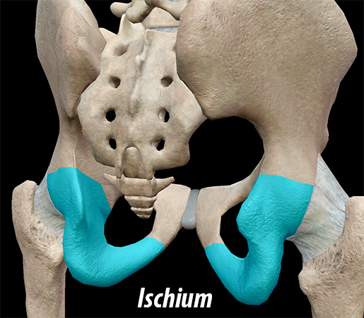 ischium