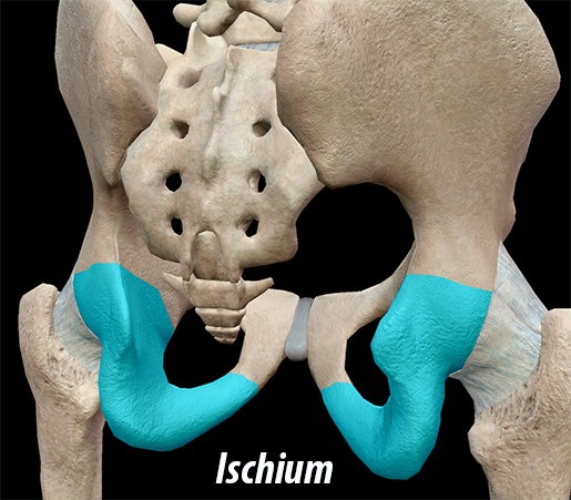 Ischium Ischium