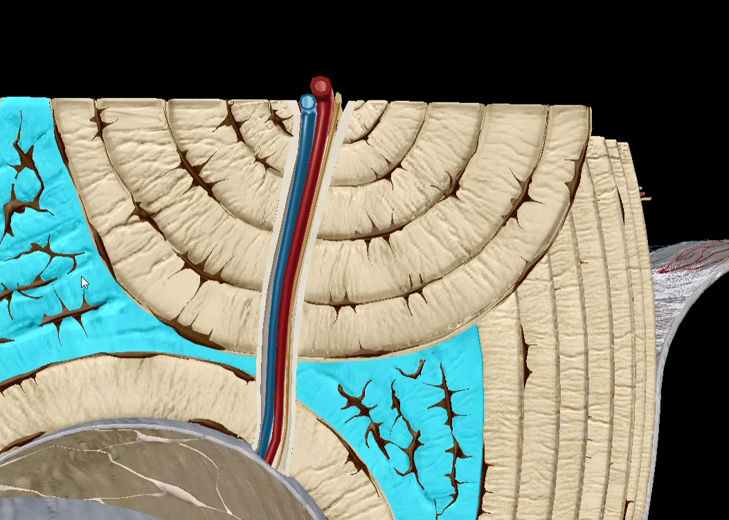 lamellae
