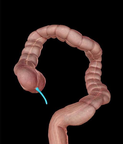 large-intestine-appendix