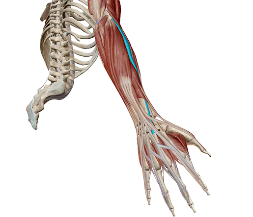 lateral1