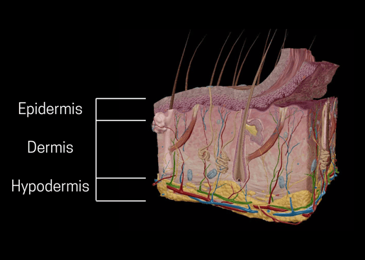 layers of skin