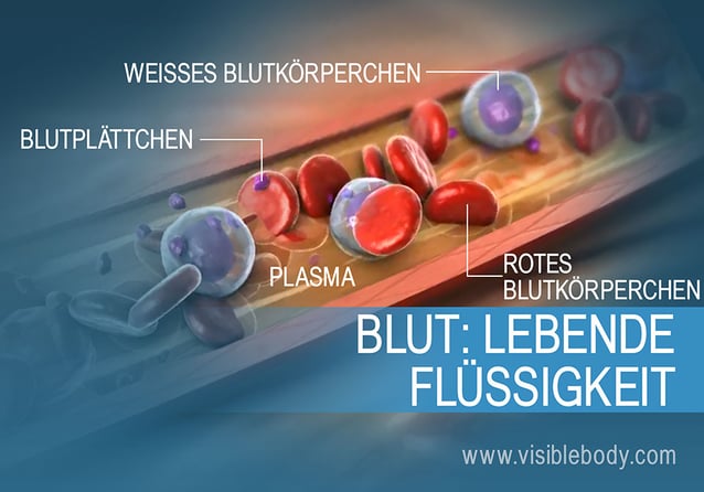 Ein Überblick über die verschiedenen Arten von Blutzellen
