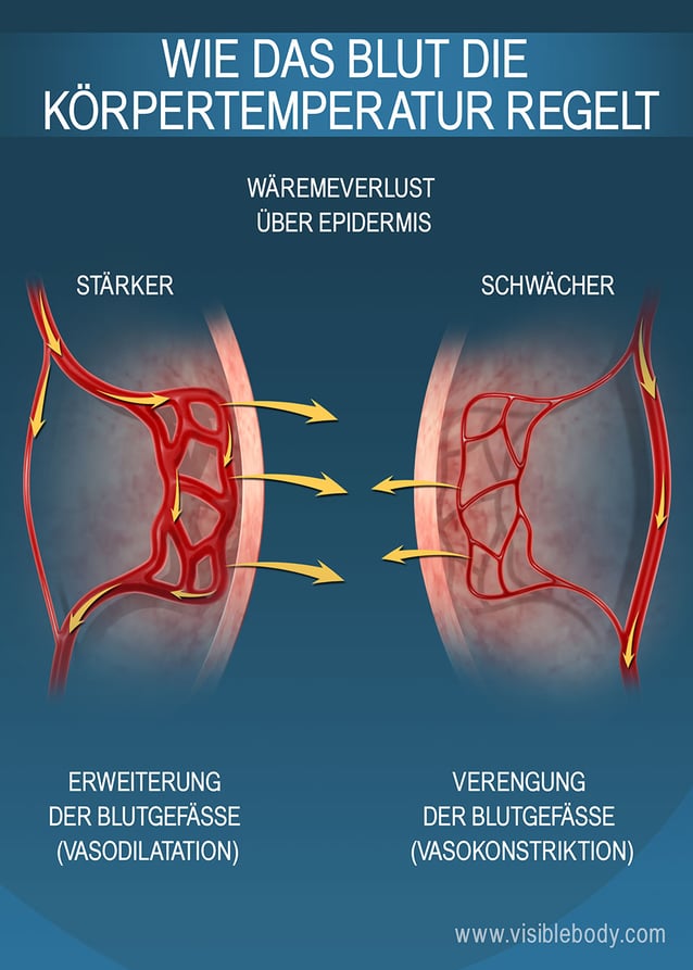 Die Größe der Kapillaren unter der Epidermis regelt die Wärmespeicherung des Körpers