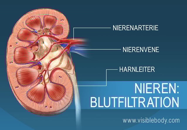 Die Filtrierung des Blutes in den Nieren