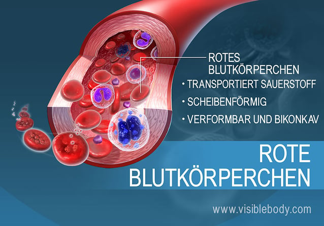 Aufgaben und Eigenschaften der roten Blutkörperchen